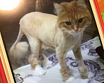 Кошки в Москве: Потеряла рыжая кошка Белка Девочка, 2 000 руб. - фото 1