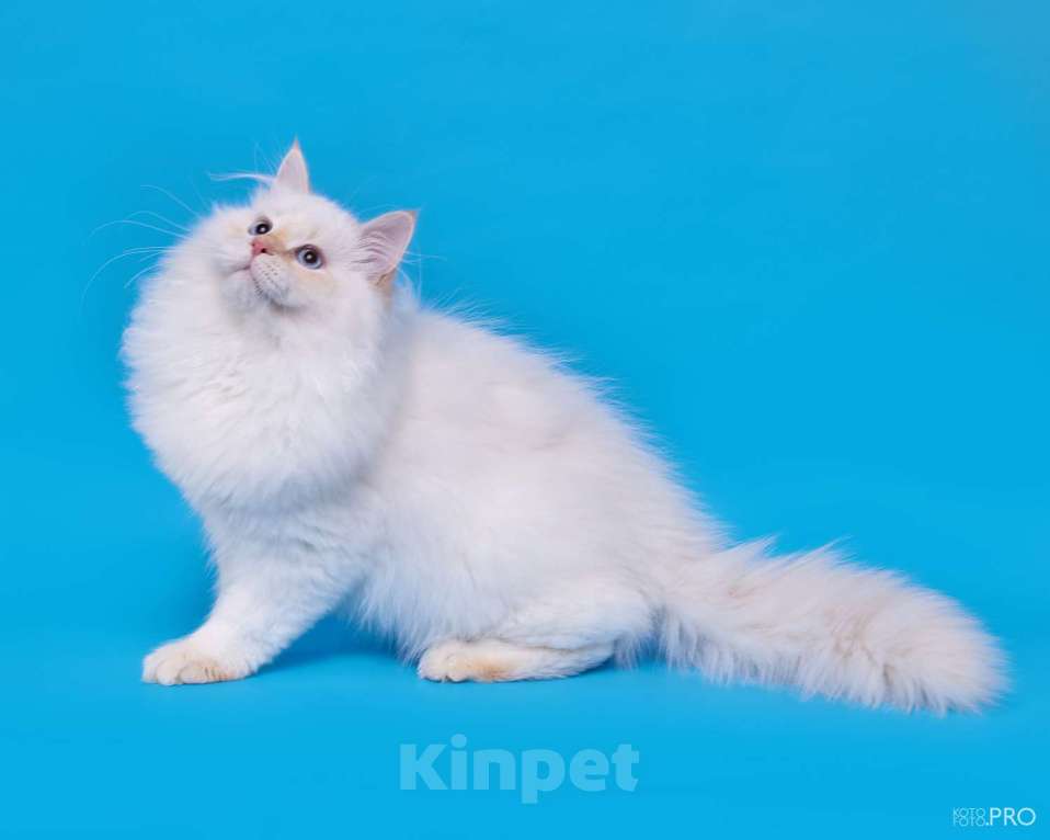 Кошки в Белокурихе: Сибирский котёнок в кремовом окрасе Мальчик, 75 000 руб. - фото 1