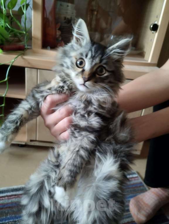 Кошки в Улане-Удэ: Котёнок в добрые руки Девочка, Бесплатно - фото 1