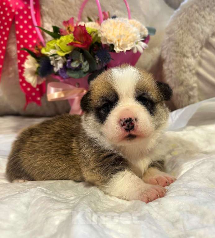 Собаки в других городах Московской области: Милый Страж Варвара Краса Девочка, 70 000 руб. - фото 2