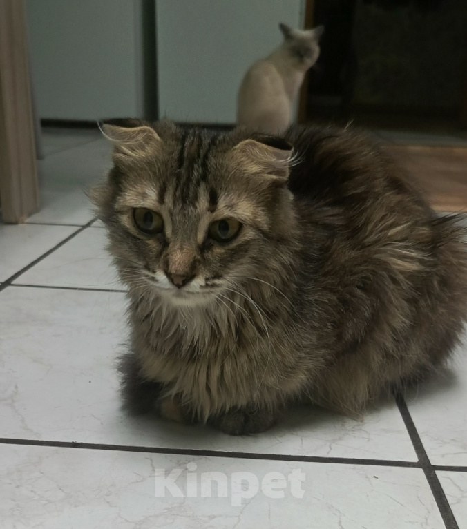 Кошки в других городах Ростовской области: Продаются  котята 😺 Разнополые, 1 000 руб. - фото 5