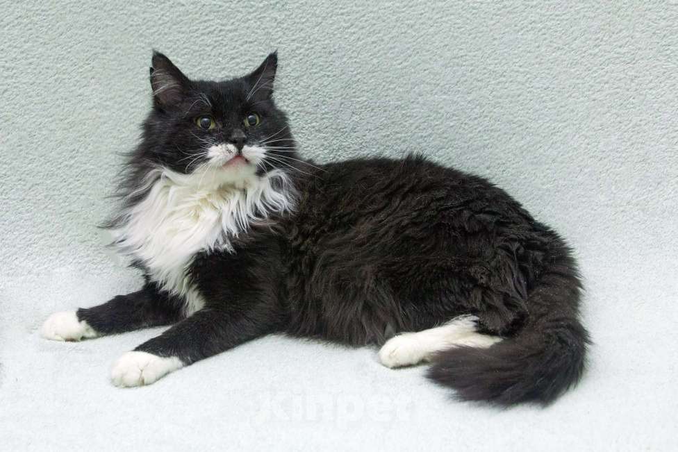 Кошки в Москве: И днем и ночью кот учёный… Мудрый кот в дар Мальчик, 1 руб. - фото 6