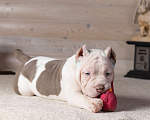 Собаки в Королеве: Американский булли Мальчик, 90 000 руб. - фото 4