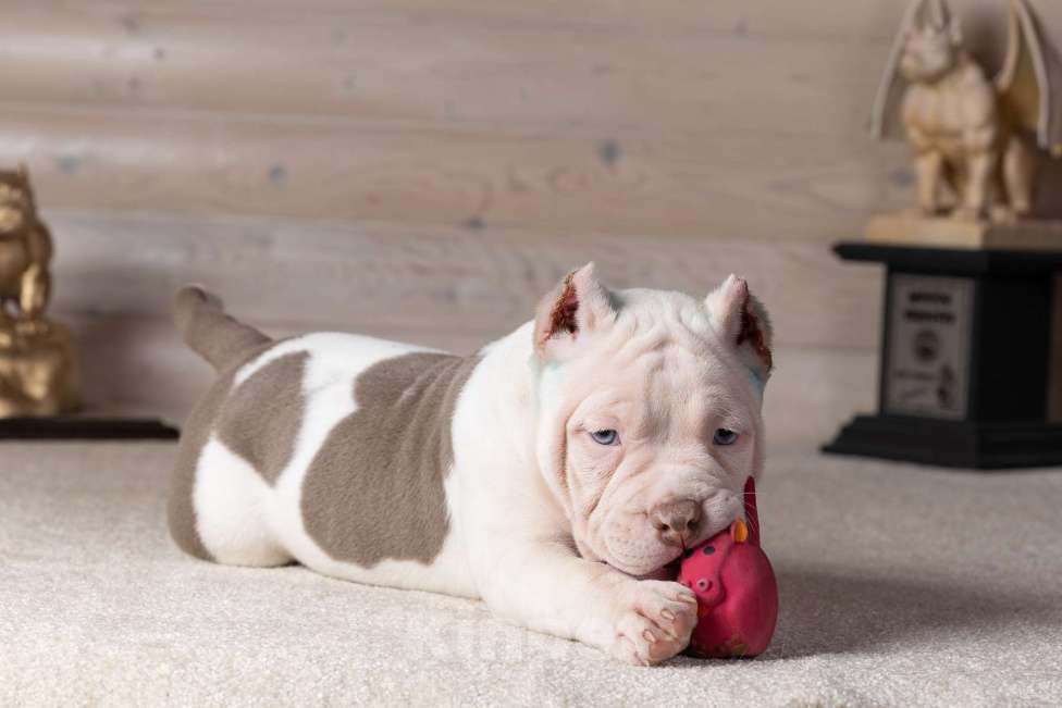 Собаки в Королеве: Американский булли Мальчик, 90 000 руб. - фото 4