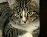 Кошки в Санкт-Петербурге: Котик полосатик подросток Виктор  Мальчик, Бесплатно - фото 5