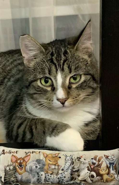 Кошки в Санкт-Петербурге: Котик полосатик подросток Виктор  Мальчик, Бесплатно - фото 5