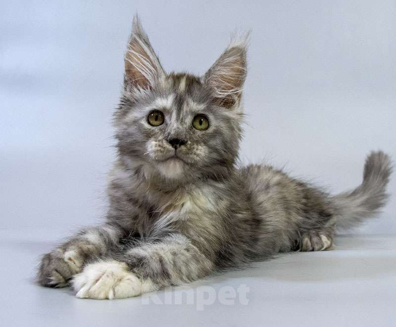 Кошки в Москве: Котенок мейн кун Девочка, Бесплатно - фото 4