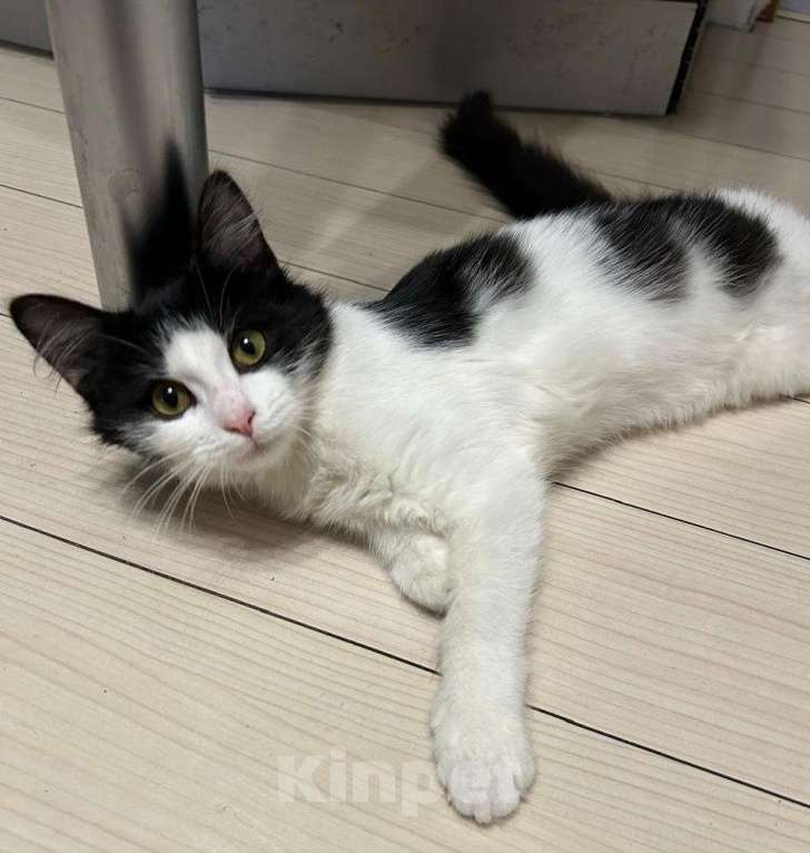 Кошки в Москве: Котёночка  Девочка, Бесплатно - фото 4