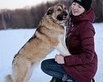 Собаки в Москве: Собака-компаньон в дар Девочка, Бесплатно - фото 7
