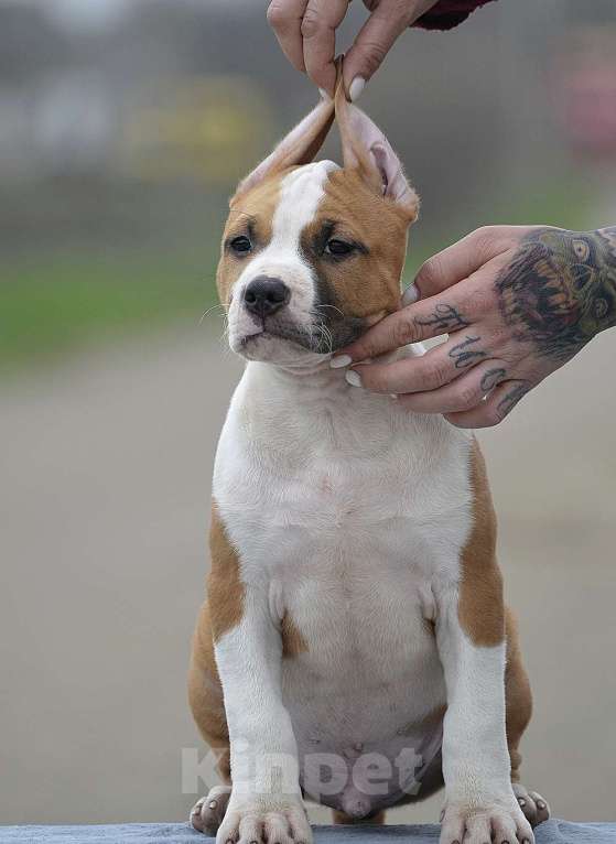 Собаки в Краснодаре: Кобель ам стаффа РКФ Мальчик, 80 000 руб. - фото 1