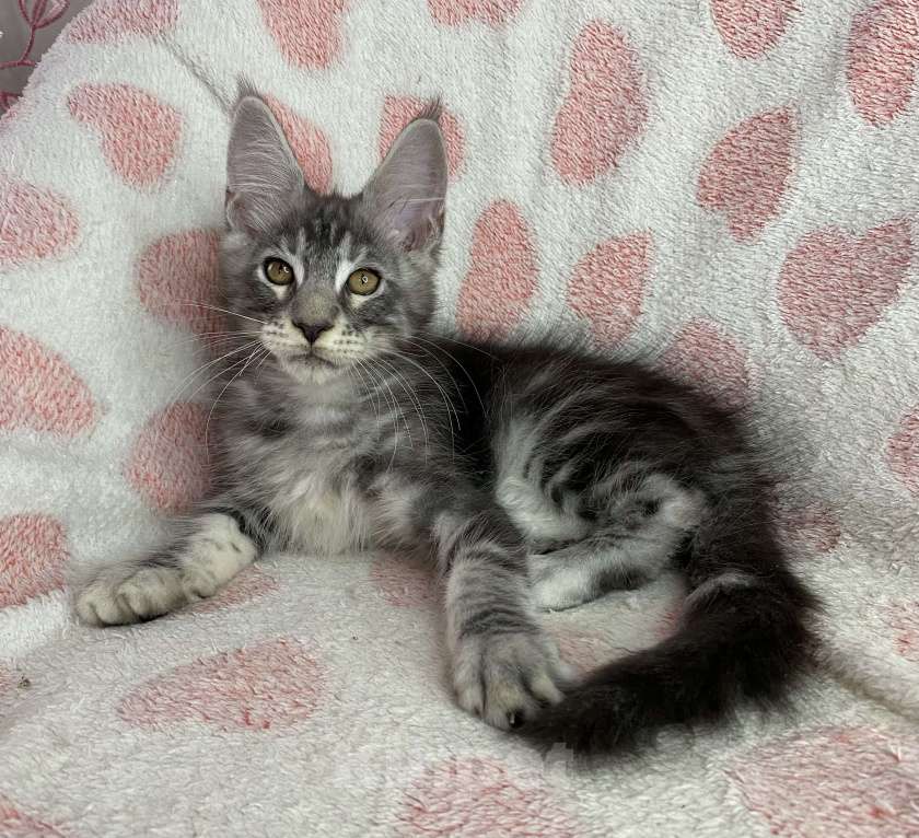 Кошки в Дмитрове: Черный серебристый мраморный мальчик мейн кун Zhak Мальчик, 40 000 руб. - фото 4