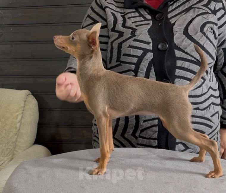 Собаки в Волгограде: Лиловая красавица Девочка, 60 000 руб. - фото 1