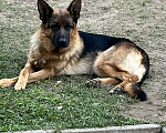 Собаки в других городах Московской области: Щенок подросток немецкой овчарки  Мальчик, 30 000 руб. - фото 6