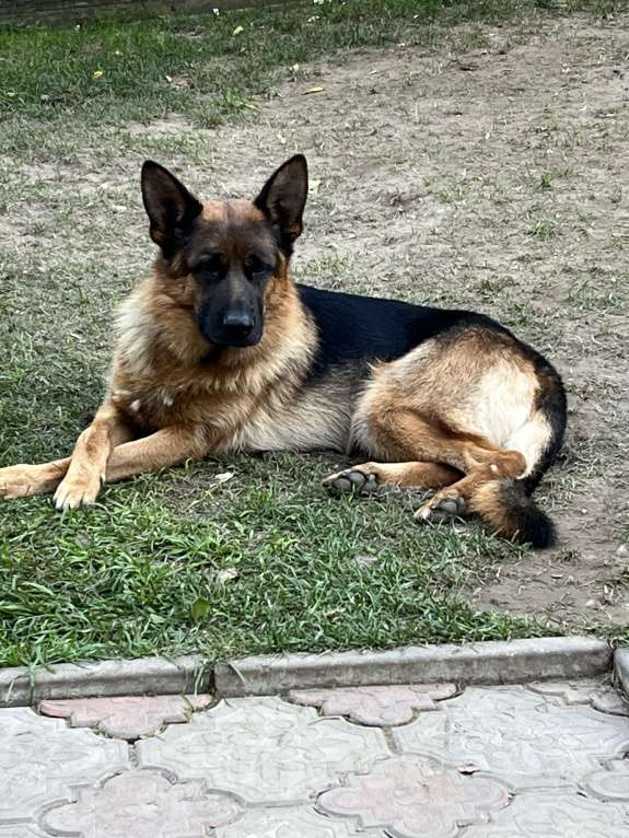 Собаки в других городах Московской области: Щенок подросток немецкой овчарки  Мальчик, 30 000 руб. - фото 6