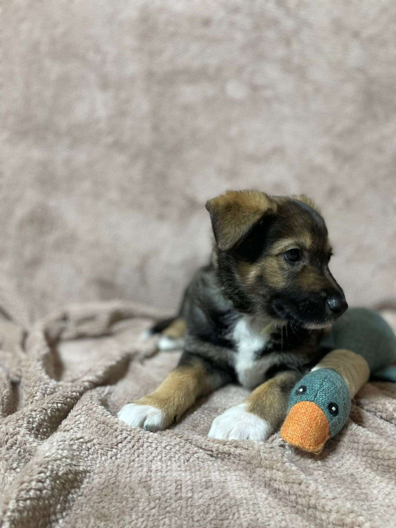 Собаки в Новосибирске: Щенок девочка в добрые руки  Девочка, Бесплатно - фото 5