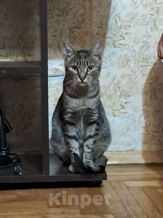 Кошки в Химках: Муся в добрые руки Девочка, Бесплатно - фото 1