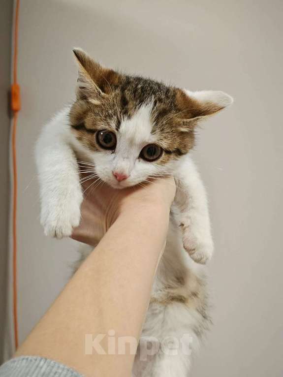 Кошки в Красногорске: Маленькая Мишель 1,5 месяца ждет родителей  Девочка, Бесплатно - фото 2