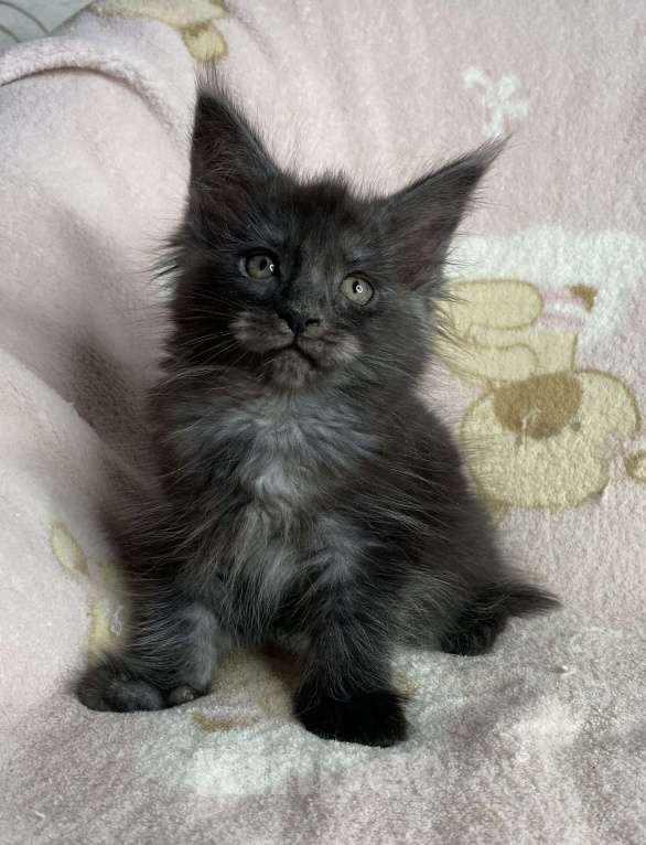 Кошки в Дмитрове: Черная дымчатая девочка мейн кун Yanessa Девочка, 30 000 руб. - фото 5