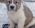 Собаки в Печоре: Щенок САО Мальчик, 40 000 руб. - фото 1