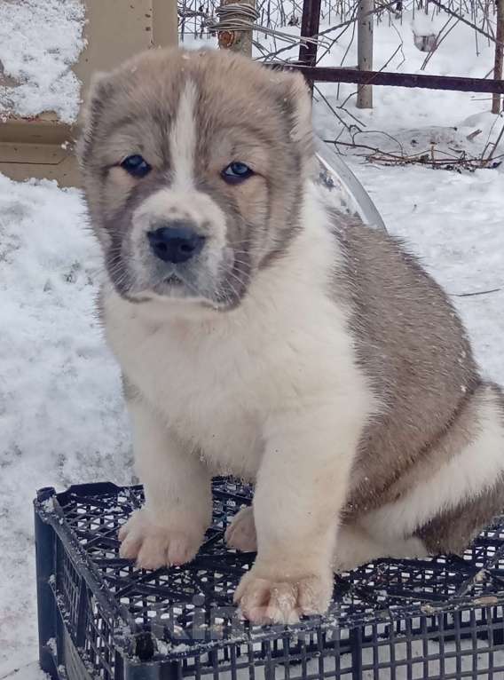 Собаки в Печоре: Щенок САО Мальчик, 40 000 руб. - фото 1
