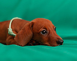 Собаки в Твери: Девочка мятная лента Девочка, 35 000 руб. - фото 4