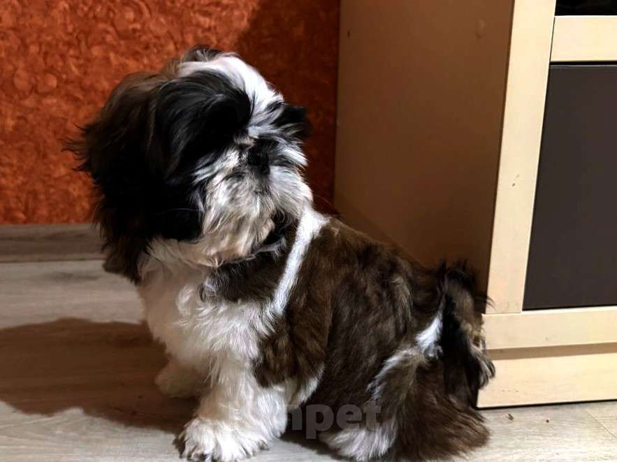 Собаки в Тамбове: Ши-тцу Девочка, Бесплатно - фото 4