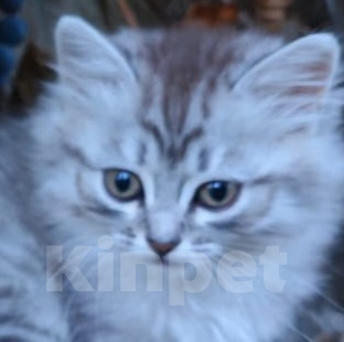 Кошки в Москве: Котёнок в добрые руки Девочка, Бесплатно - фото 3