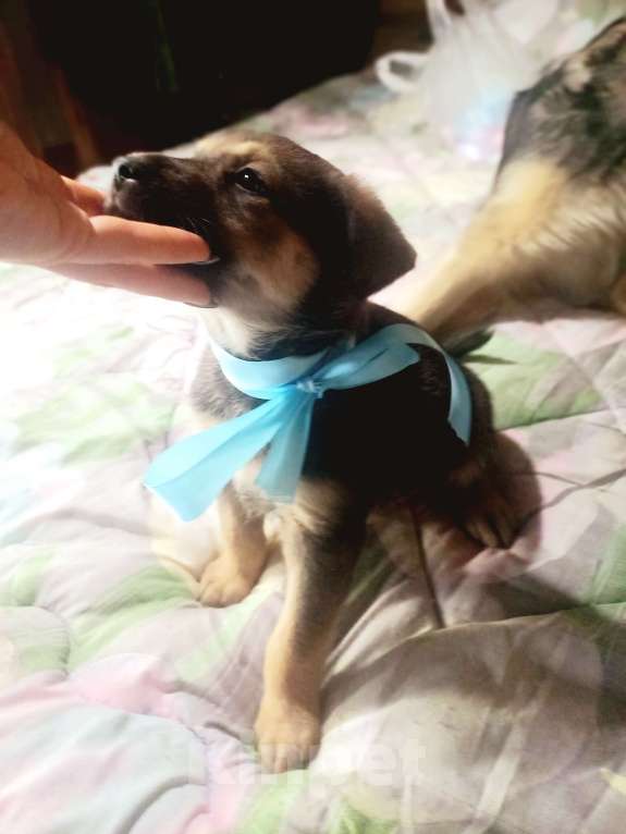 Собаки в Королеве: Щенок Лучик в дар, 2 месяца Мальчик, Бесплатно - фото 7