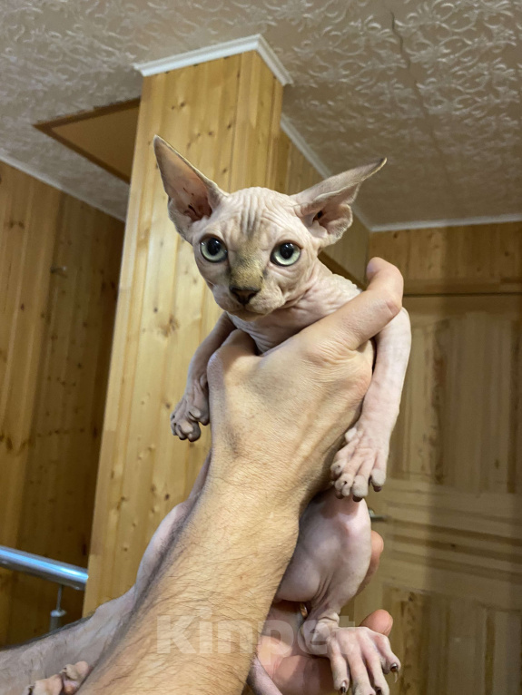 Кошки в Москве: Топовая девочка канадского сфинкса  Девочка, 45 000 руб. - фото 2