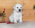 Собаки в Чебоксарах: Щенки Лабрадора от Чемпионов Девочка, 45 000 руб. - фото 2