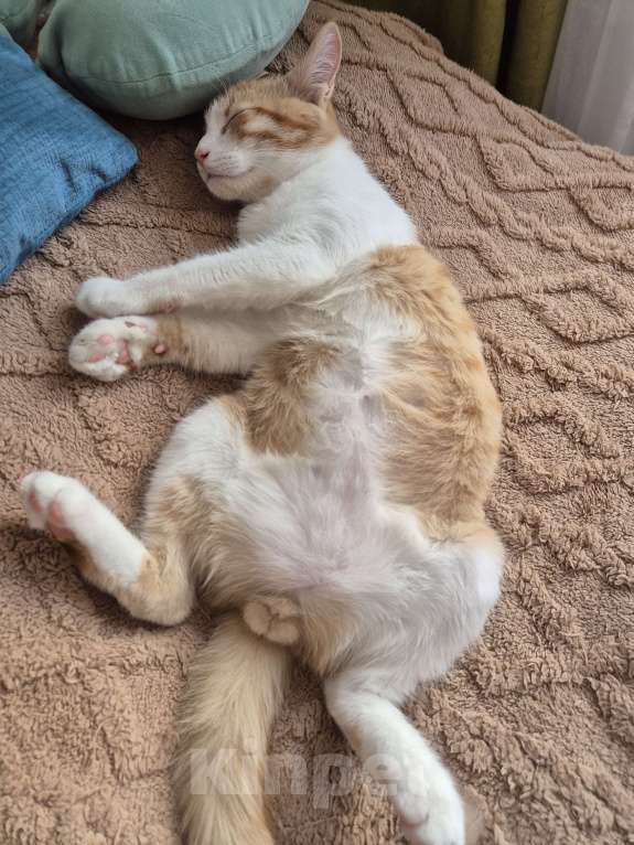 Кошки в Ростове-на-Дону: Ищем хорошие руки мальчику Мальчик, Бесплатно - фото 2