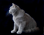 Кошки в Москве: Голубой британский кот. Крупный Мальчик, Бесплатно - фото 4