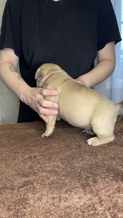 Собаки в Воронеже: Американский булли щенки Разнополые, 130 руб. - фото 1