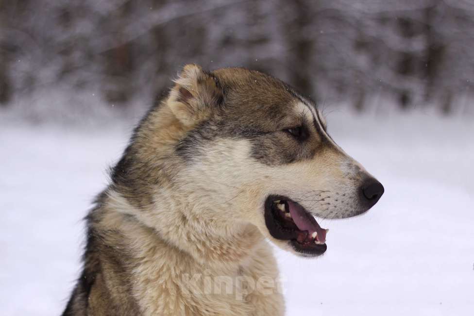 Собаки в Видном: щенок Криолан, 1 год Мальчик, Бесплатно - фото 4