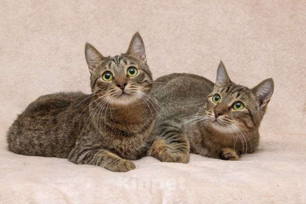 Кошки в Москве: Кай и Бантик ищут дом Мальчик, Бесплатно - фото 1