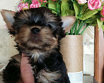 Собаки в Екатеринбурге: Девочка йоркширского терьера Девочка, Бесплатно - фото 1