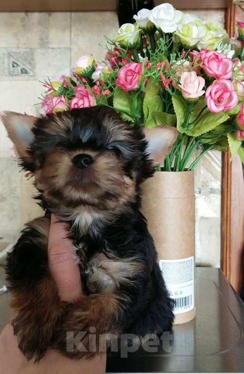 Собаки в Екатеринбурге: Девочка йоркширского терьера Девочка, Бесплатно - фото 1