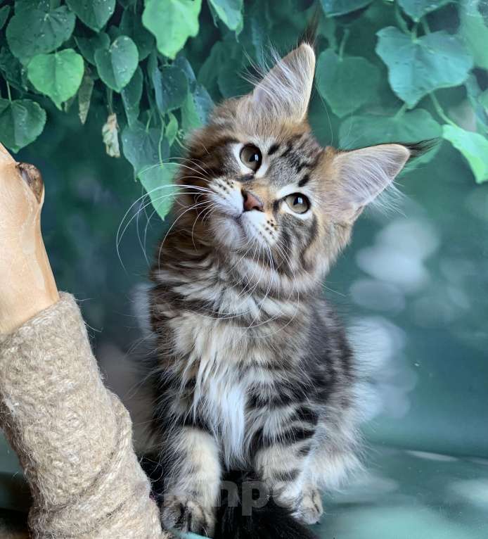 Кошки в Санкт-Петербурге: Котята мейн кун Мальчик, 50 000 руб. - фото 7