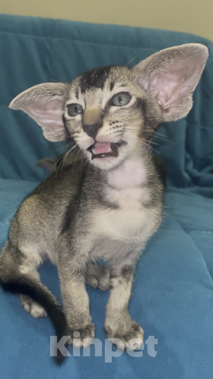 Кошки в Москве: Ориентальная девочка. Девочка, 150 000 руб. - фото 2