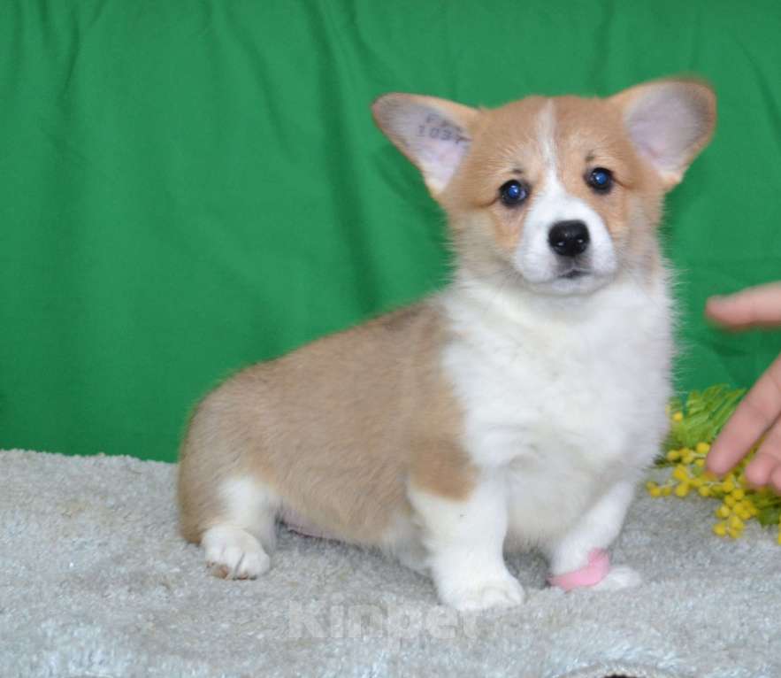 Собаки в Ореховом-Зуево: Коротколапики Девочка, Бесплатно - фото 1