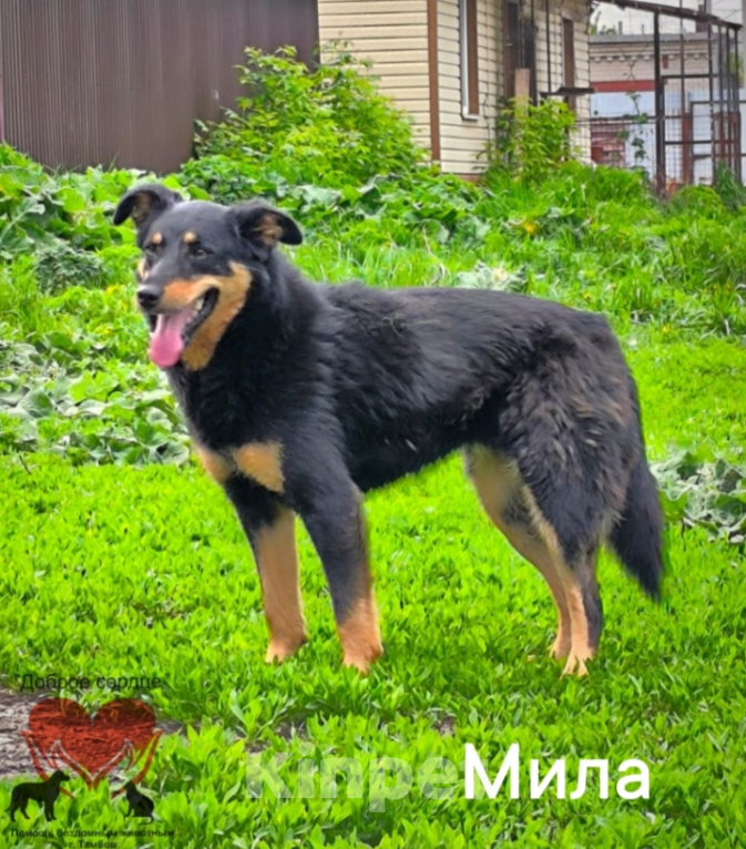 Собаки в Тамбове: Мила Девочка, Бесплатно - фото 2