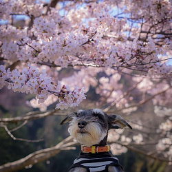 Цвергшнауцер