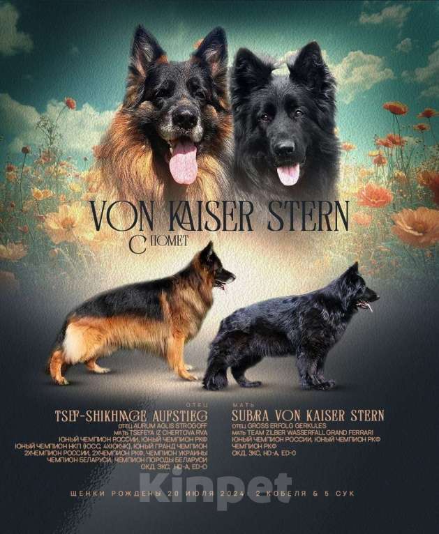 Собаки в других городах Архангельской области: черная длинношерстная Девочка, 75 000 руб. - фото 4