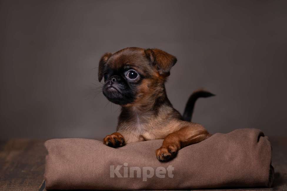 Собаки в Балаково: Детки Мальчик, 65 000 руб. - фото 2