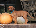 Собаки в Москве: Щенки родезийского риджбека Девочка, 50 000 руб. - фото 4