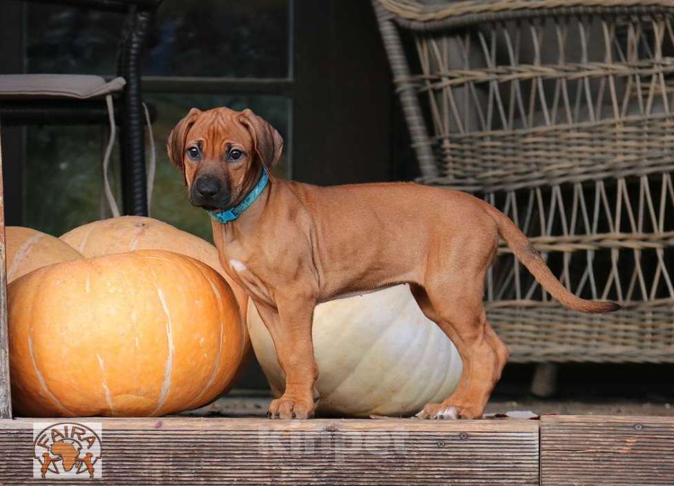 Собаки в Москве: Щенки родезийского риджбека Девочка, 50 000 руб. - фото 4