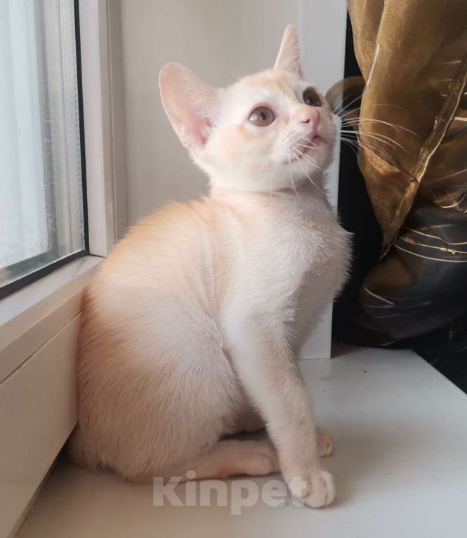 Кошки в Красноярске: Бурманский котик Мальчик, 35 000 руб. - фото 6