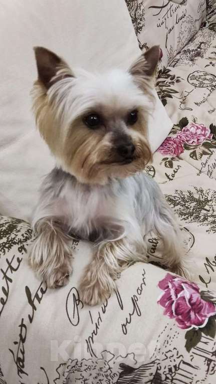 Собаки в Ростове-на-Дону: Йоркширский терьер  Мальчик, 35 000 руб. - фото 8