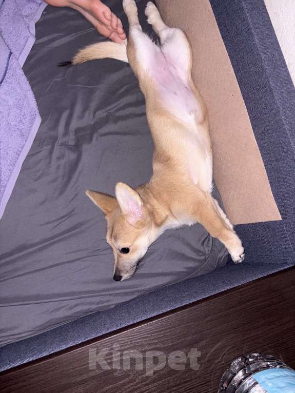 Собаки в Москве: Отдам собачку добрые руки Девочка, Бесплатно - фото 3