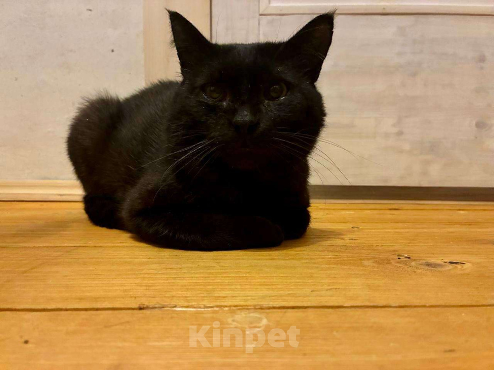 Кошки в Москве: Возьмите Михалыча. Классный кот. Правда. Мальчик, Бесплатно - фото 6